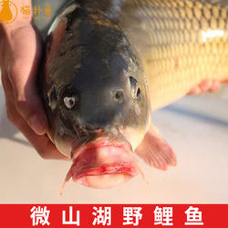 微山湖新鲜野鲤鱼活鱼现杀四鼻孔鲤鱼大鱼足斤足两新鲜到家