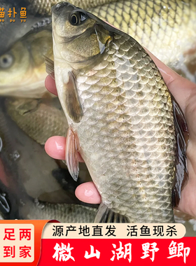 微山湖原生态新鲜鲜活野鲫鱼去鳞去鳃去内脏鲫瓜子炖汤下奶滋补
