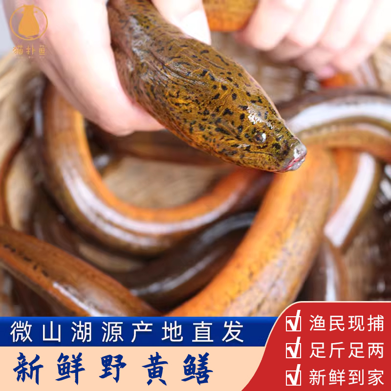 微山湖新鲜野黄鳝现杀活体鳝鱼