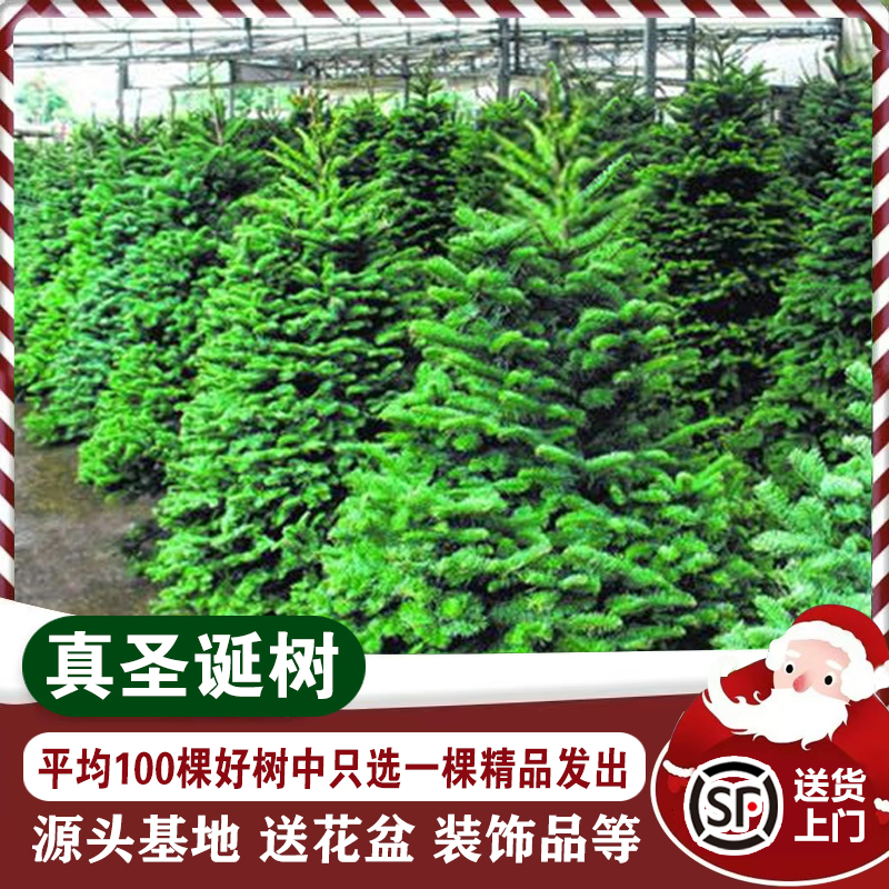 真的圣诞树2025新款保证精品苗