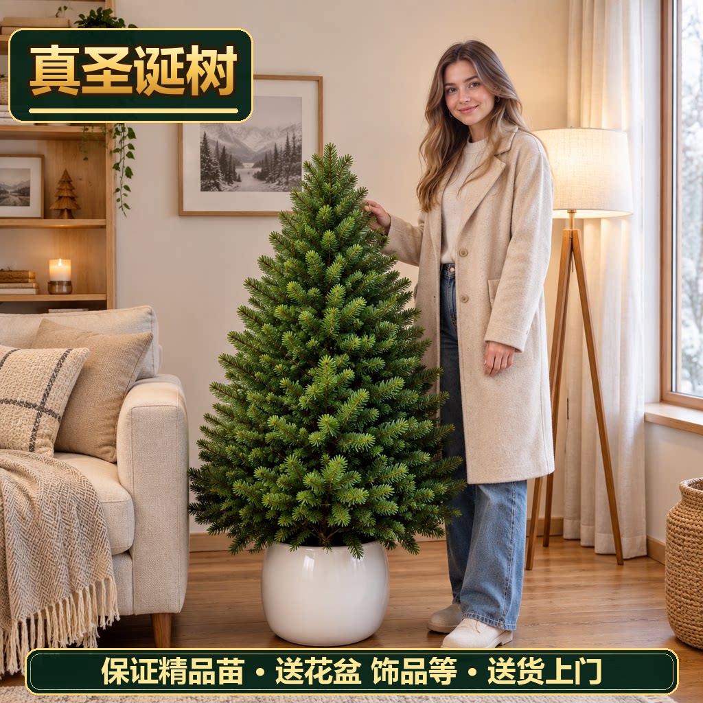 真圣诞树圣诞树真树 盆栽圣诞树圣诞树
