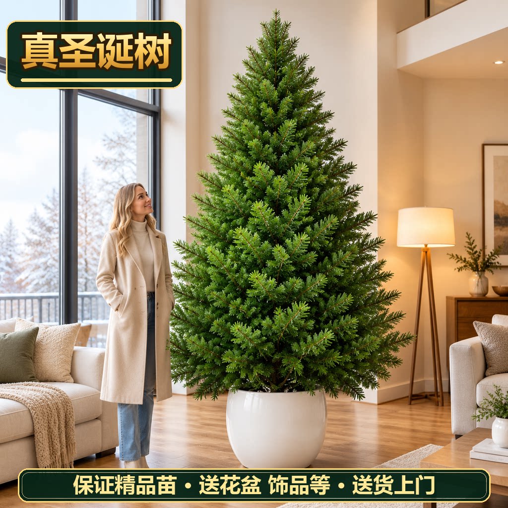 圣诞树真树客厅盆栽挪威云杉树苗圣诞树