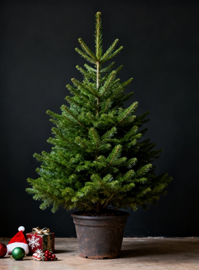 真的圣诞树真树活云杉2025新款圣诞节装饰家用盆栽真正松树诺贝松