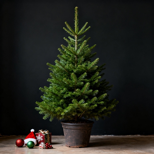 真的圣诞树真树活云杉2025新款圣诞节装饰家用盆栽真正松树诺贝松