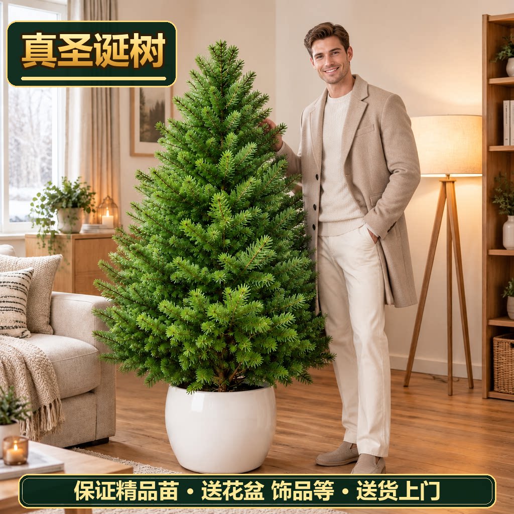 真圣诞树圣诞树真树 盆栽圣诞树圣诞树