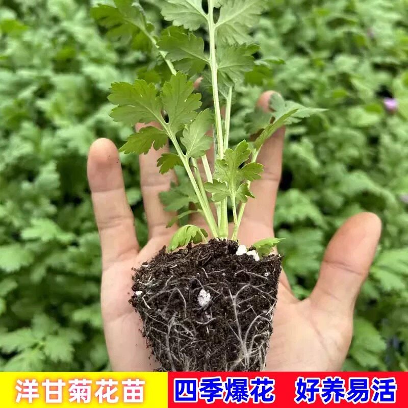 洋甘菊花苗德国进口花朵四季开花耐冷耐热阳台庭院易活适合新手