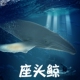 林畅海洋世界仿真动物儿童玩具座头鲸模型大号鲸鱼套装 大白鲨蓝鲸