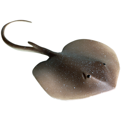 林畅模玩刺魟模型仿真海洋动物