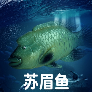 林畅模玩深海鱼类玩具苏眉鱼模型波纹唇鱼儿童仿真海洋动物古生物