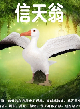 林畅模玩仿真动物模型世界实心小鸟类信天翁海鸳海燕儿童玩具摆件