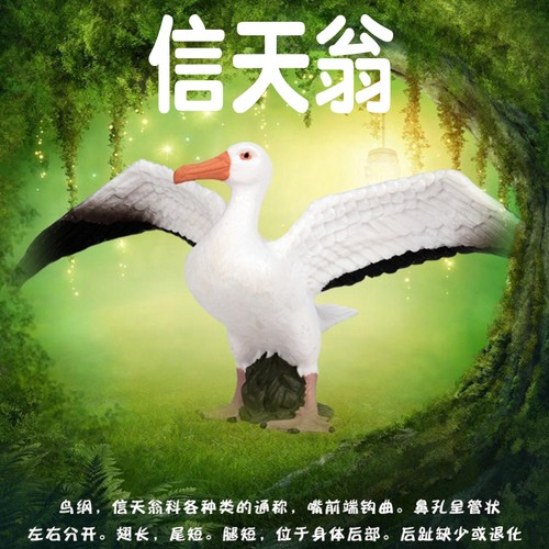 林畅模玩仿真动物模型鸟类信天翁