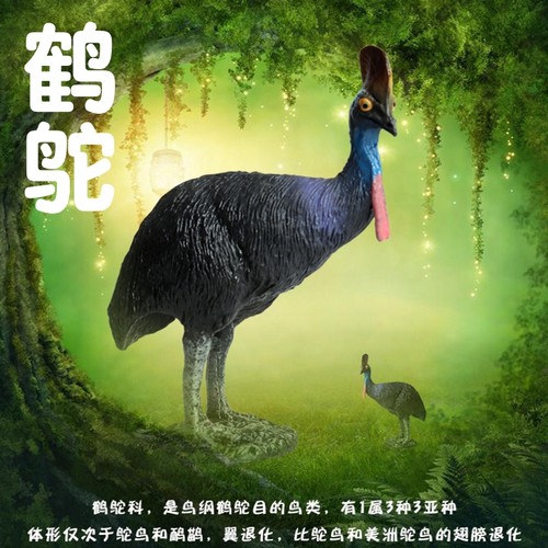 鹤鸵又名食火鸡，食火鸟