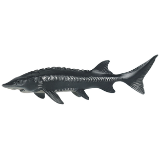 林畅模玩儿童海洋鱼类玩具中华鲟模型鲟鱼深海古生物海底仿真动物