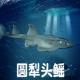 林畅模玩儿童海洋生物玩具圆犁头鳐模型鲎头鳐波口魟仿真鳐鱼动物