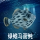 林畅模玩儿童海洋动物玩具绿鳍马面鲀模型剥皮鱼沙猛仿真摆件认知