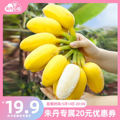 【朱丹推荐】广西苹果蕉芭蕉粉糯3-5斤产地直发