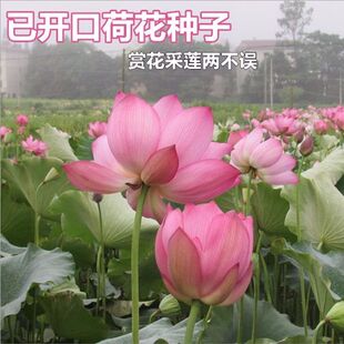 大型荷花磨盘种子高产藕产莲子籽盆栽池塘大田观赏四季播花卉绿植