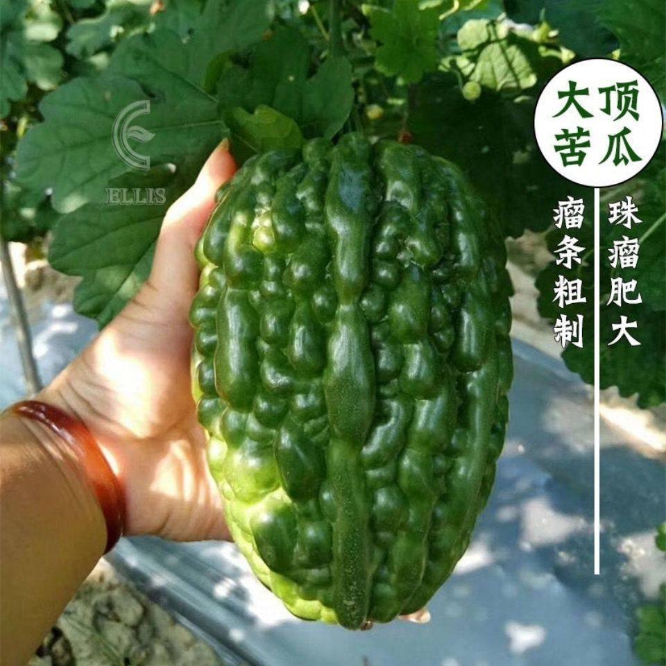 大顶苦瓜种子特大圆苦瓜种子疙瘩绿四季春季秧苗阳台盆栽蔬菜种子