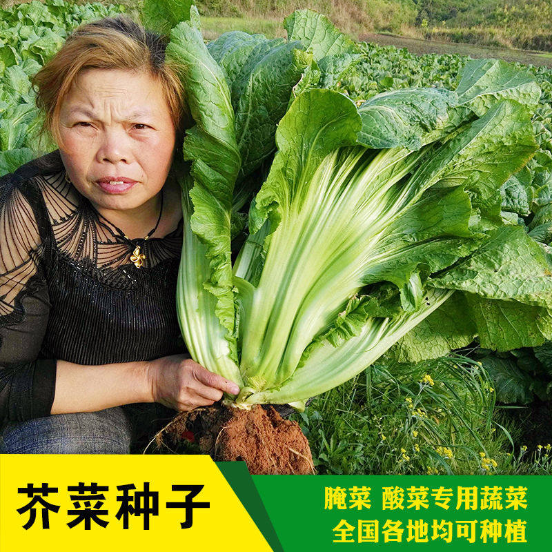 芥菜种子宽叶青菜种子四季包心大芥菜四川酸菜鱼大叶青菜芥菜种子