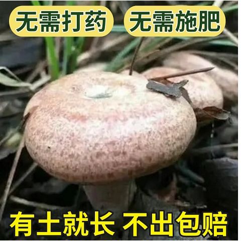 喷水就出菌，送种植说明