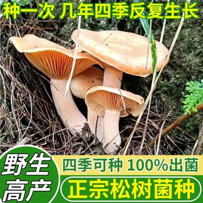 反复出菇，四季种植。喷水就活