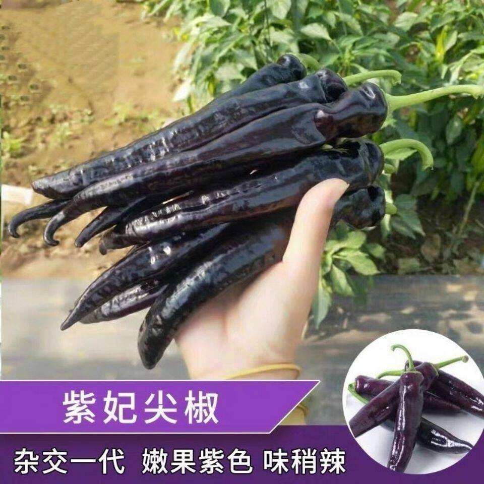 紫辣椒种子紫妃尖椒种子黑美人紫羊角椒种籽高产四季阳台栽种植