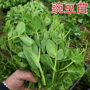 豌豆苗种蔬菜豌豆种籽尖芽苗菜种子种籽四季种植孑碗豆种碗豆吃苗