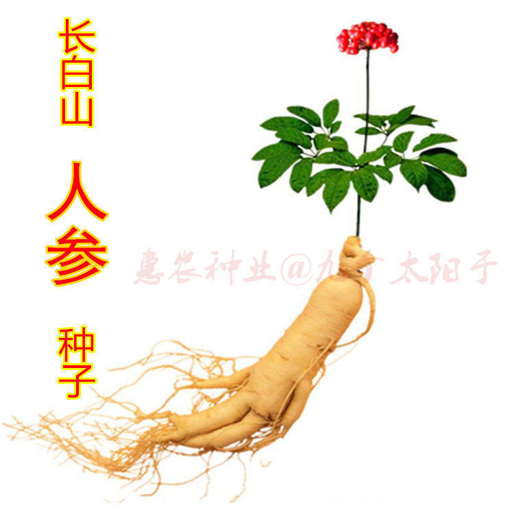 人参种子中草药名贵药材种子 滋补养生人参长白山人参种子人参苗