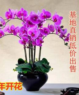 好养活 蝴蝶兰花苗带花剑带花苞盆栽兰花大苗客厅室内植物花卉四季