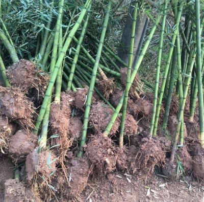 雷竹苗种公早园水花黄杆毛楠子根