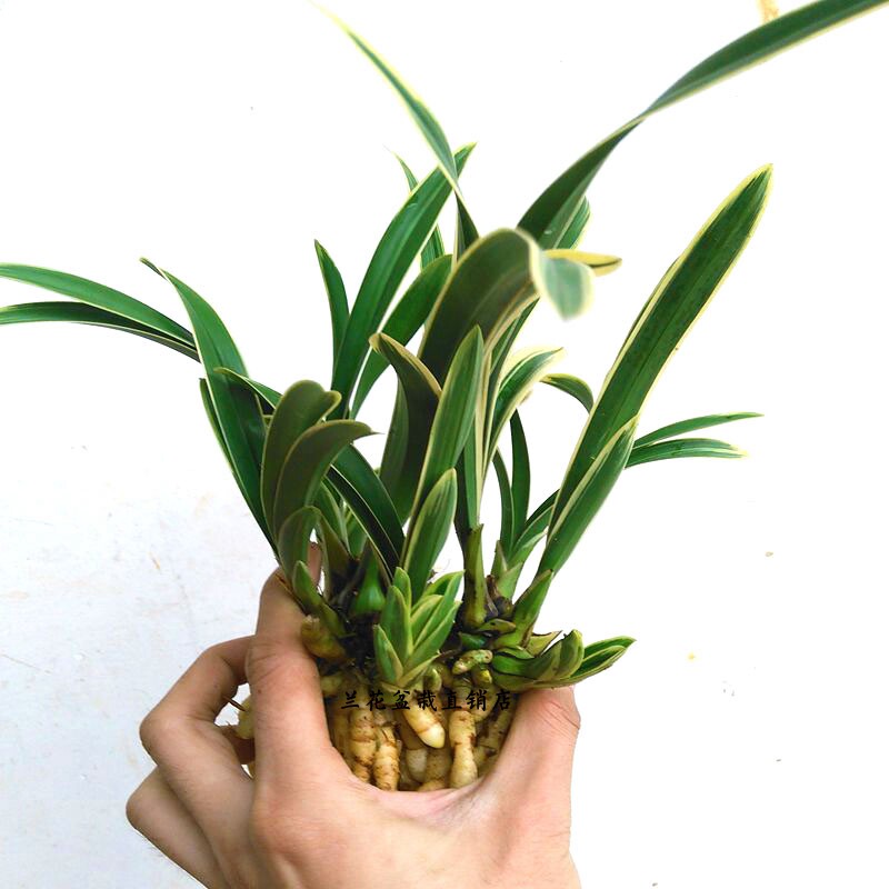 金边鹤艺四季兰建兰 帝王妃 矮种兰花苗夏带浓香花苞出售室内盆栽