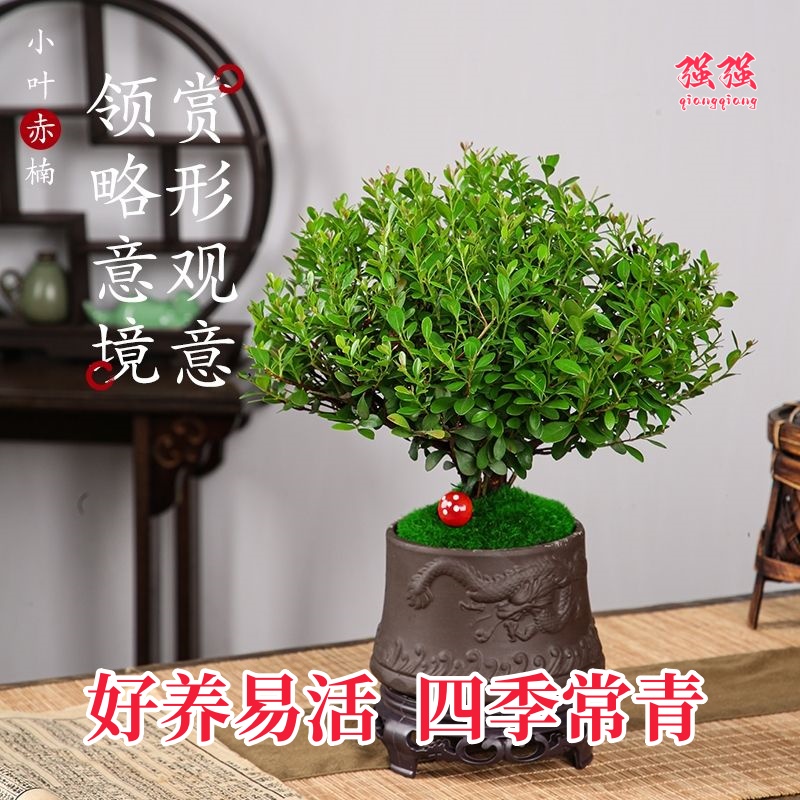 名贵小叶赤楠植物盆栽花卉