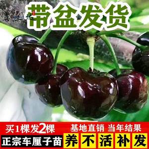 正宗】嫁接大樱桃果树苗