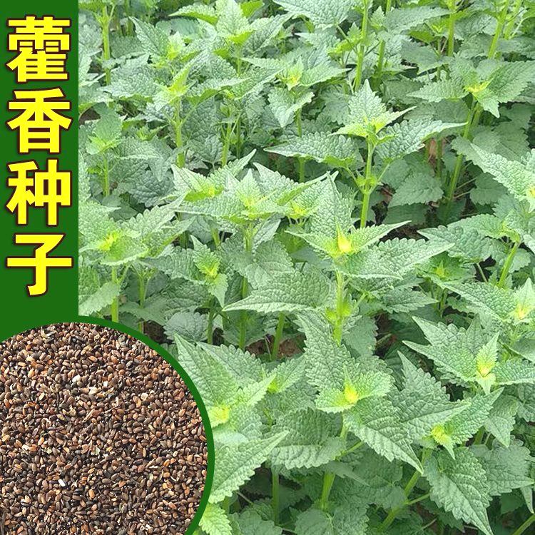 新鲜藿香种子食用藿香盆栽原土霍香苗五香叶鱼香种子阳台庭院蔬菜