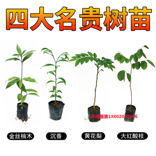 金丝树质量怎么样 金丝树口碑怎么样 小麦优选