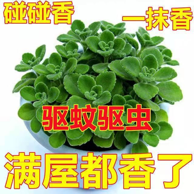 碰碰香盆栽室内桌面可水培多肉植物一抹香花苗阳台浓香型驱蚊绿植 鲜花速递/花卉仿真/绿植园艺 红掌/凤梨/温室花卉 原图主图