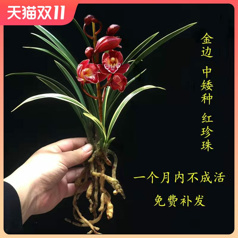 带香味兰花 红珍珠 兰花苗 金边鹤艺 矮种线艺 建兰四季兰