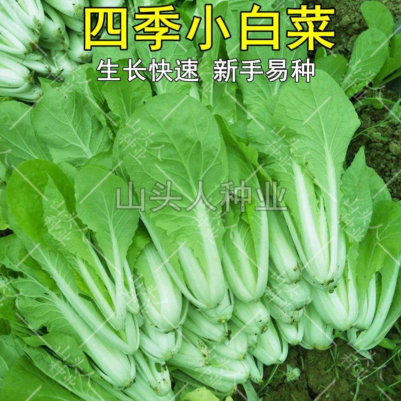 白帮小白菜种子四季播青菜种籽快菜籽农家庭院阳台盆栽蔬菜种孑籽-封面