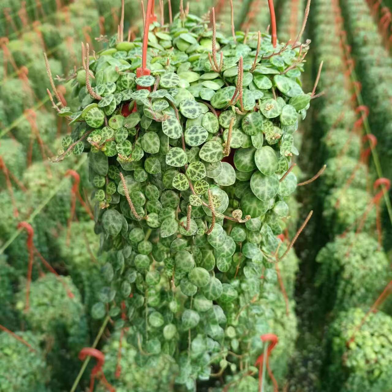 翠云草纽扣叶蔓椒草bb草冷水花雨林缸水陆生态微景观爬藤绿植盆栽