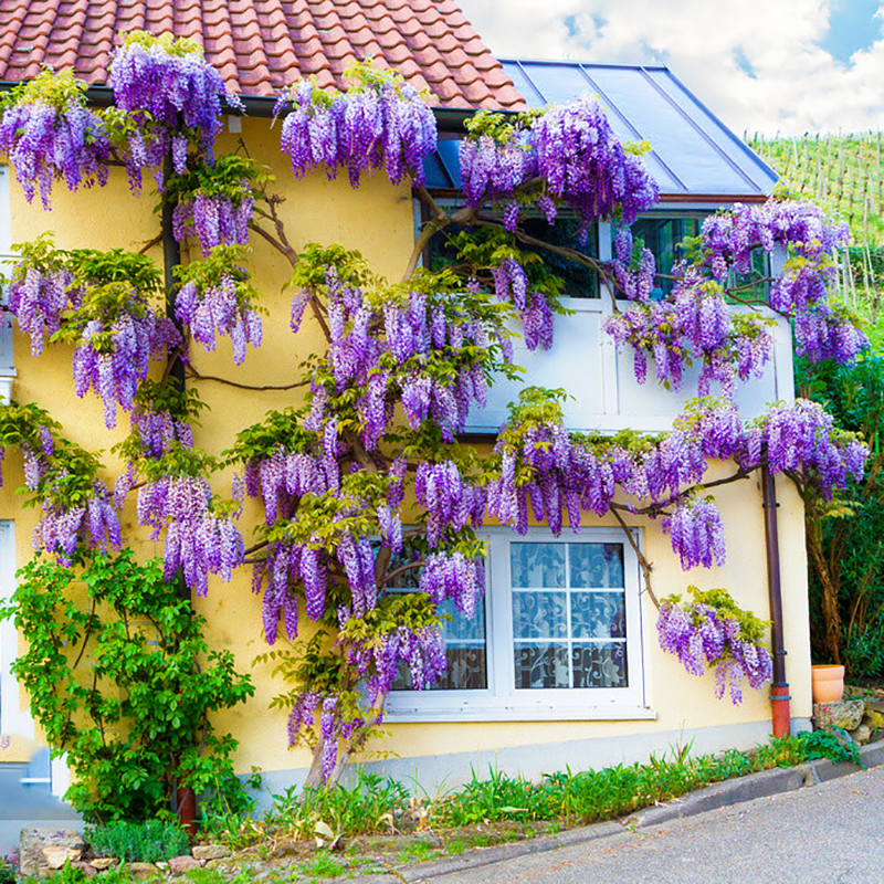 紫藤花树苗爬藤植物室外花卉盆栽庭院四季开花不断绿植藤蔓紫藤萝