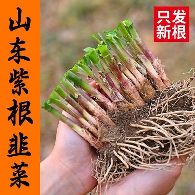 韭菜根苗现挖紫根宽叶韭菜秧苗种子红根大叶四季阳台盆栽蔬菜苗籽