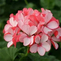 Butterfly Love K2 Пакет живет, без кастрюли