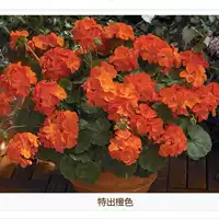 Классическая желтая сумка живет, без горшков без горшков