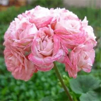 Пакеты Daba Series P6 живут без горшков без горшков