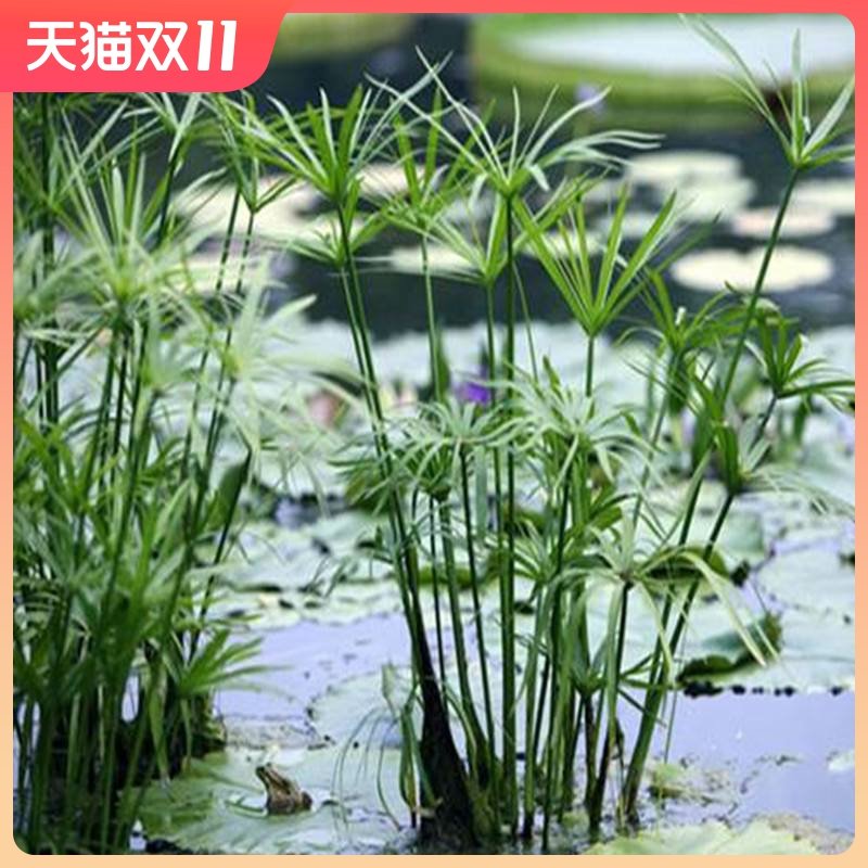 水生水培植物龟水竹盆栽水棕竹鱼缸水池塘旱伞草风车草苗_虎窝淘