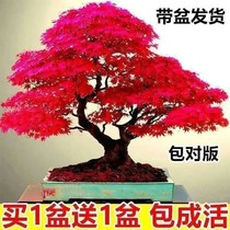 代买一发二红枫树苗盆景耐寒四季种植中国红枫叶室内外盆栽植物