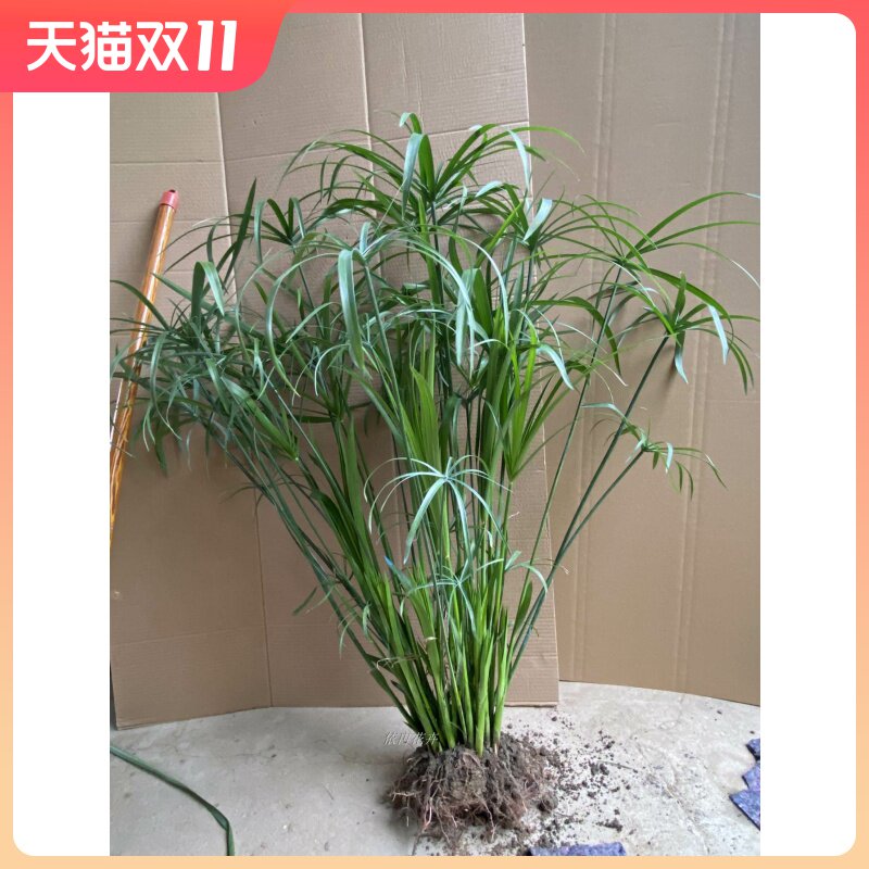 水生水培植物龟水竹盆栽水棕竹鱼缸水池塘造景 旱伞草风车草苗