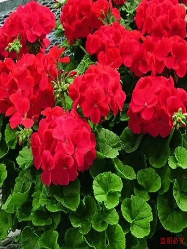 Цветок герани -цветок Miao Yang Hyramid Mosquito Dorposing травяной горшок с горшками четыре сезона цветущий двор балкон цветочные зеленые растения тяжелые цветы