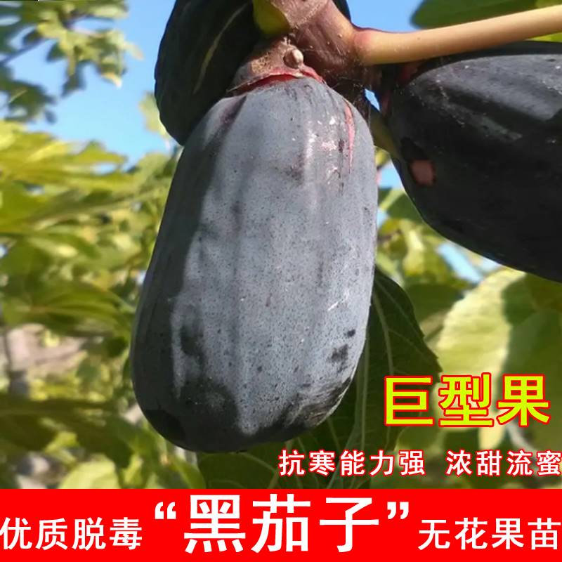 黑茄子无花果树苗紫果特大糖心无花果苗盆地栽北南方种植当年结果