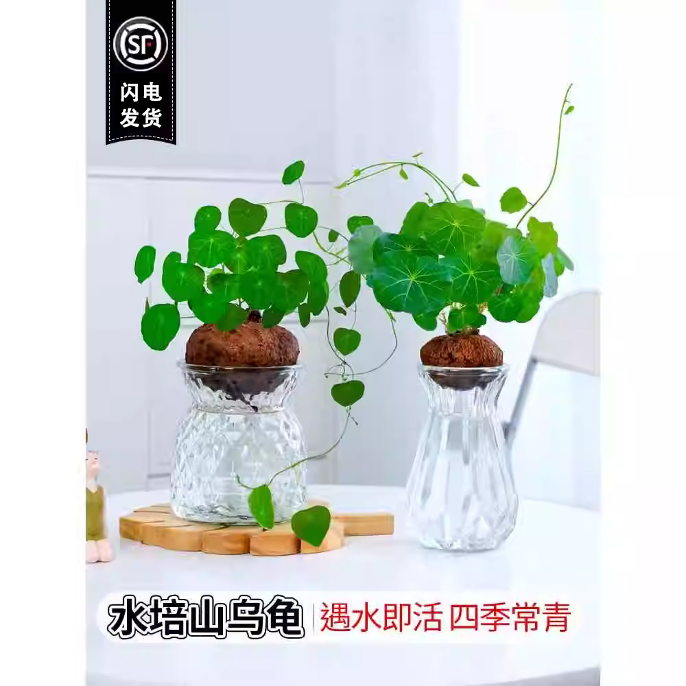 山乌龟爬藤植物水培圆叶盆栽千金藤盆景绿红藤金不换包成活包发芽